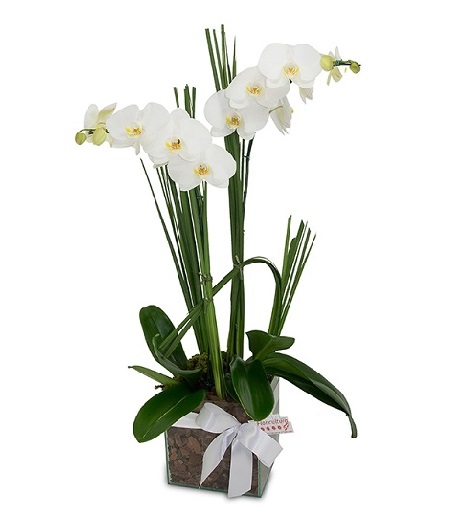 Comprar Orquídeas no Vidro D21